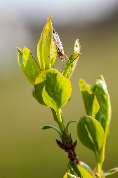 Insecte dans les petites nouvelles feuilles au printemps, pousse macro