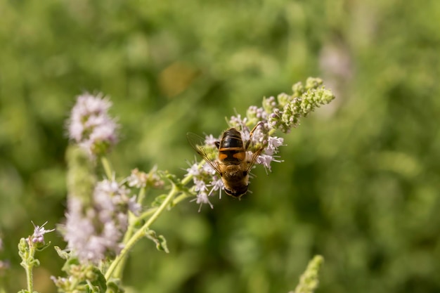 L'insecte Diptera syrphidae boit le nectar de la tendre plante médicinale en fleurs Mentha longifolia en gros plan lors d'une journée d'été ensoleillée