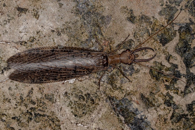 Insecte Dobsonfly mâle adulte du genre Corydalus