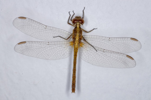 Insecte Dragonlet adulte du genre Erythrodiplax