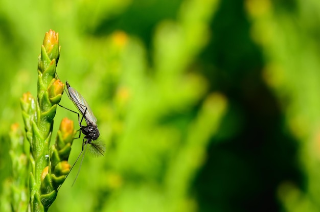 Insecte avec du vert