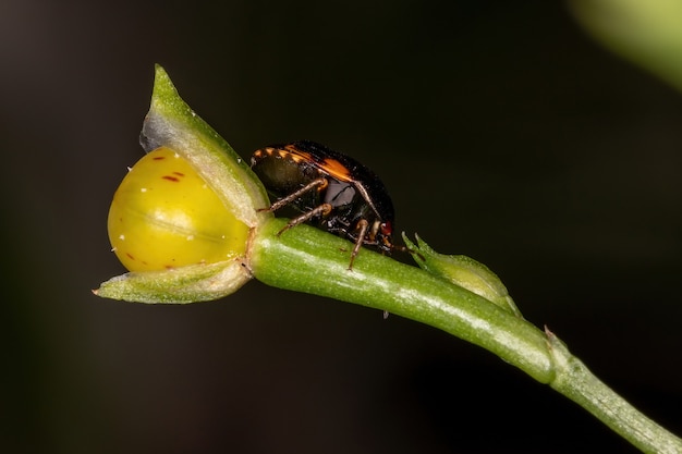 Insecte ébène adulte du genre Galgupha