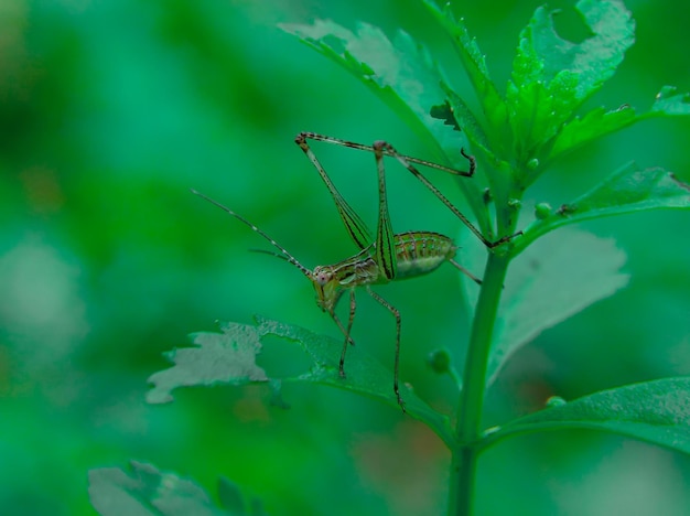 Un insecte est assis sur une feuille et a un fond vert.