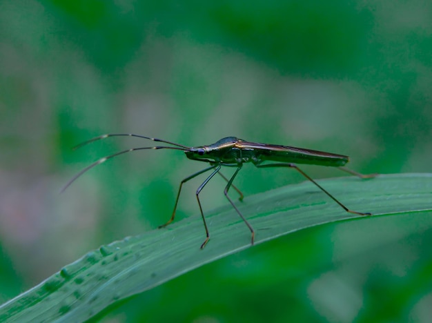 Un insecte sur une feuille avec le mot insecte dessus