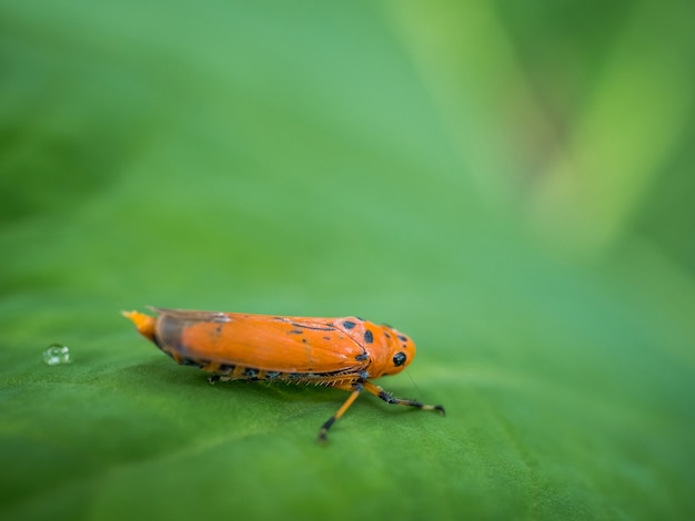 insecte sur feuille verte