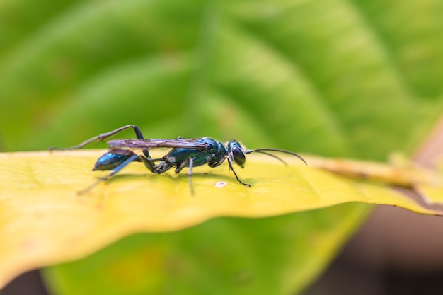 Insecte sur feuille