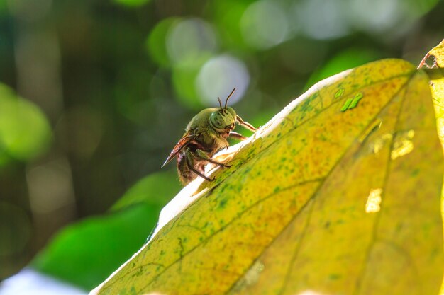 Insecte sur feuille