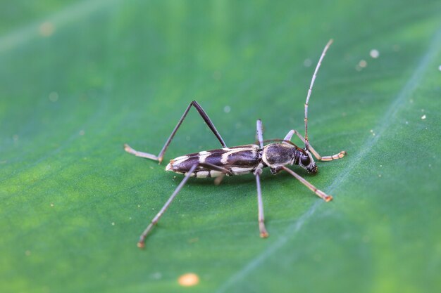 Insecte sur feuille