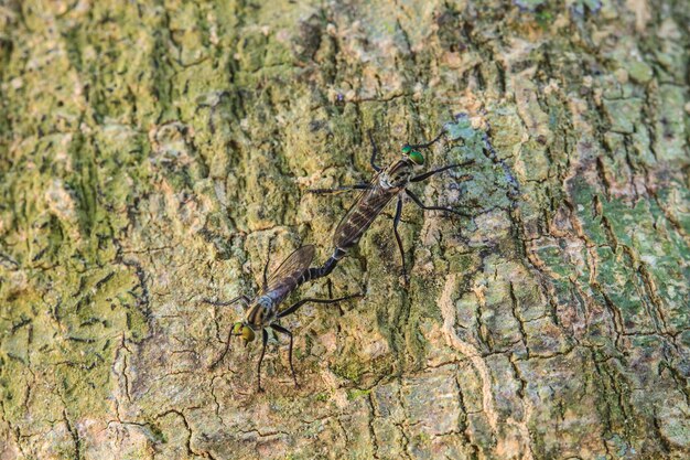 Insecte sur feuille