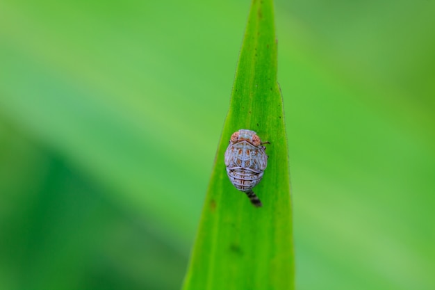 Insecte sur feuille