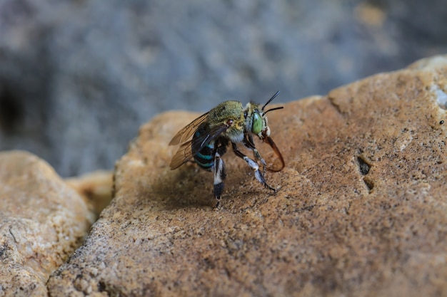 Insecte sur feuille