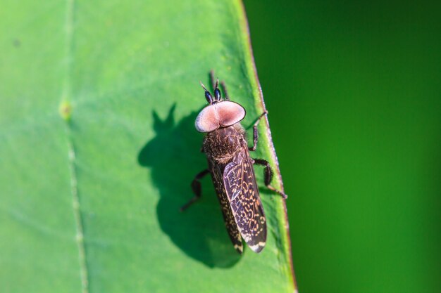 Insecte sur feuille