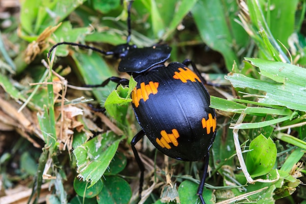 Insecte sur feuille