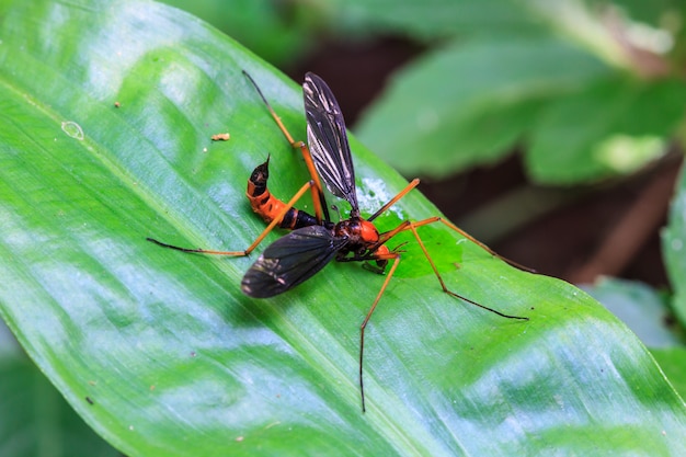 Insecte sur feuille