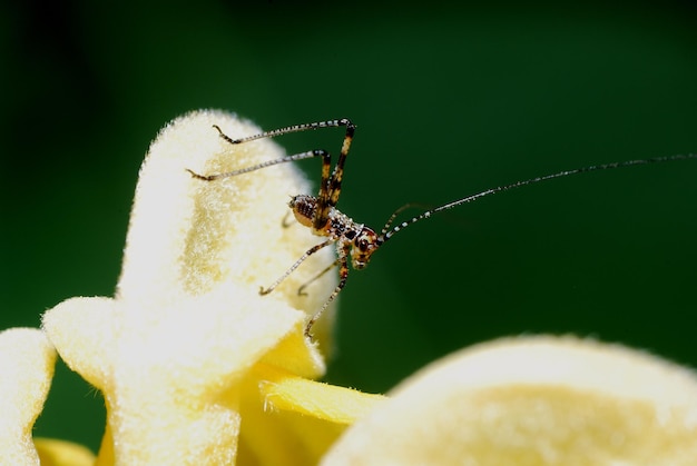 Insecte sur une fleur jaune