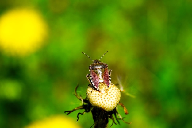 Photo un insecte sur une fleur avec le mot insecte dessus