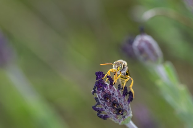 Insecte sur une fleur