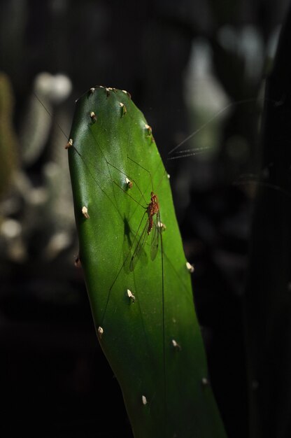 Insecte gros plan sur cactus.