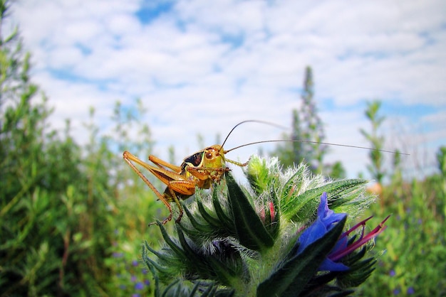 Un insecte jaune est assis sur une fleur