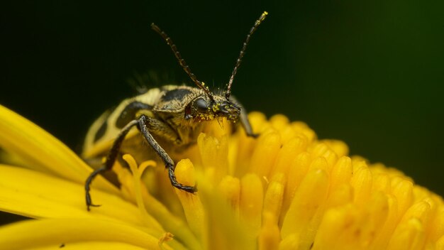 Insecte jaune et noir camouflé sur fleur jaune