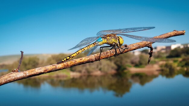 Photo un insecte sur un lac