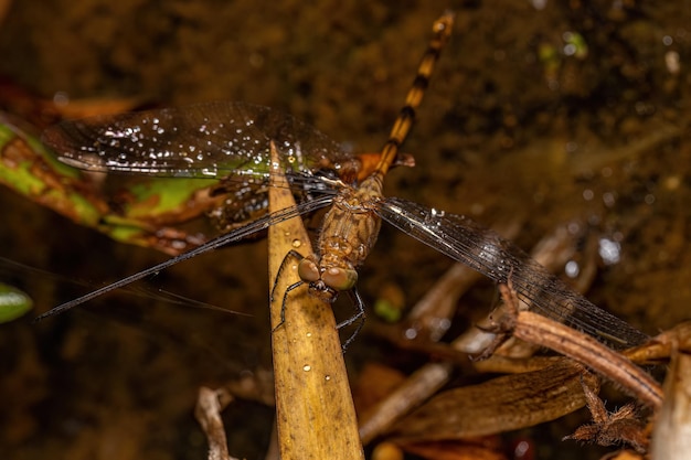 Insecte libellule adulte