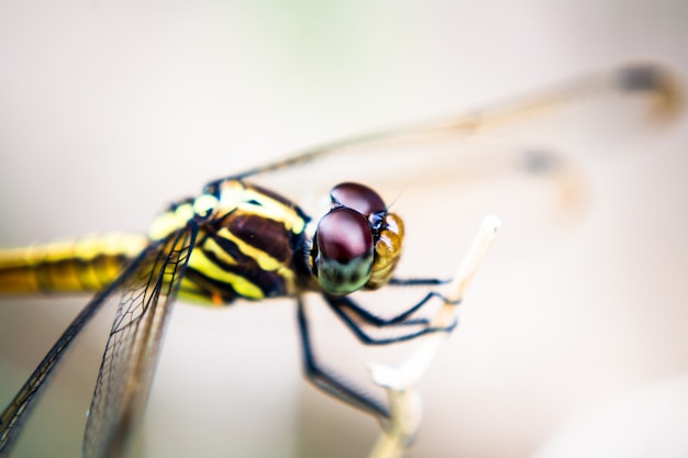 Insecte libellule, photo macro