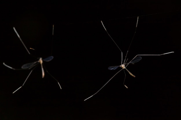 Photo insecte à longues pattes sur fond noir