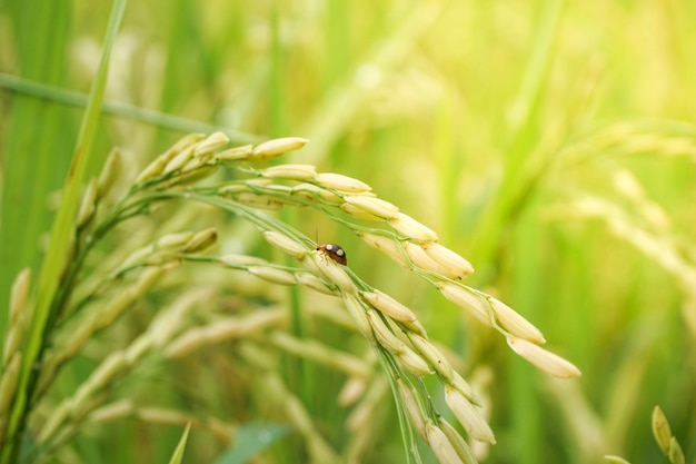 Un insecte marchait sur le riz jaune dans un champ de riz