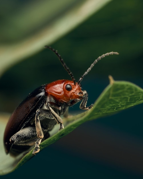 Insecte mburucuya rouge et noir sur feuilles vertes
