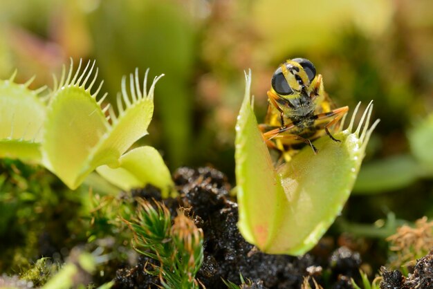 Insecte mouche Beelike approchant et capturé par Venus fly trap plante carnivore