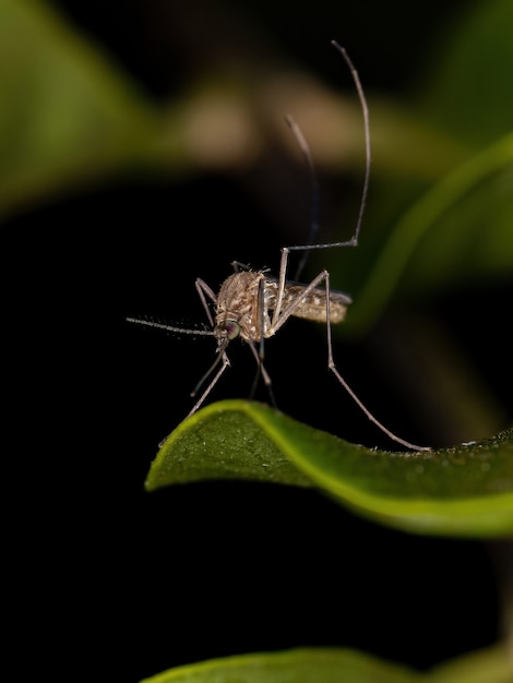 Insecte moustique Culicine adulte de la sous-famille des Culicinae