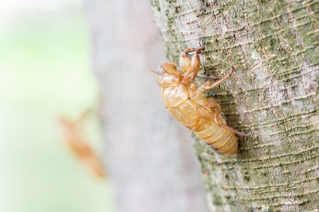 Insecte mue, cigale mue sur l&#39;écorce des arbres.