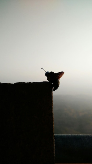 Photo un insecte sur le mur contre un ciel clair