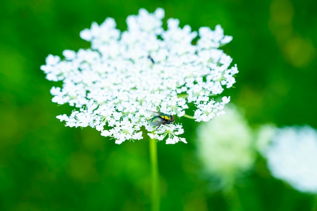 Un insecte n'est pas une fleur. Une mouche s'est posée sur une fleur