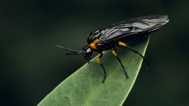 Insecte noir et jaune Fly Sierra del Sen del Campo Adurgoa gonagra