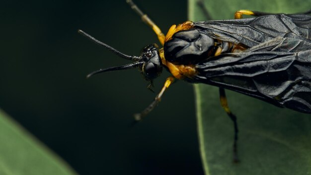 Insecte noir et jaune Fly Sierra del Sen del Campo Adurgoa gonagra