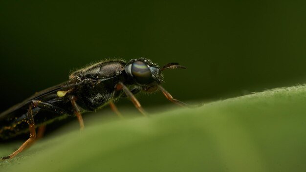 Insecte noir et jaune Fly Sierra del Sen del Campo Adurgoa gonagra