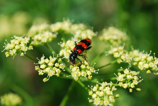 Un insecte noir et rouge est assis sur une fleur.