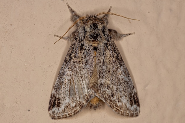 Insecte papillon adulte de l'ordre des lépidoptères