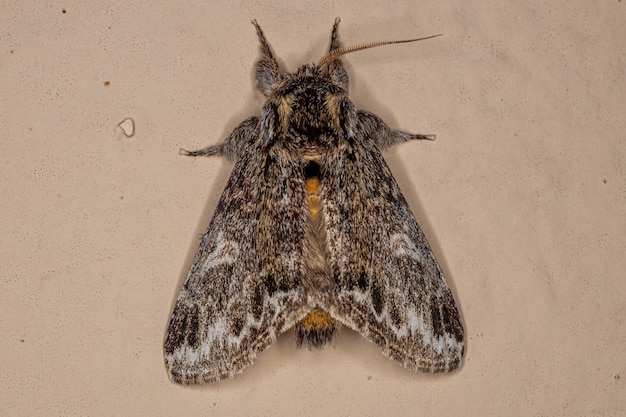 Insecte papillon adulte de l'ordre des lépidoptères