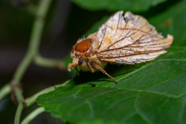 Un insecte papillon aux ailes pendantes lors d'une macro-photographie d'été.