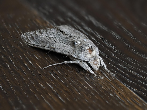 Insecte papillon gris gros plan