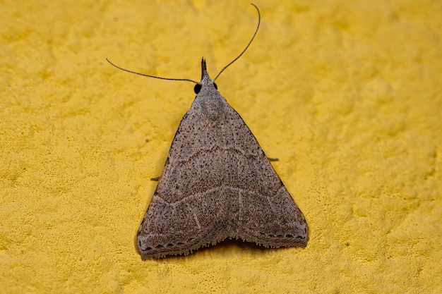 Insecte papillon de nuit adulte