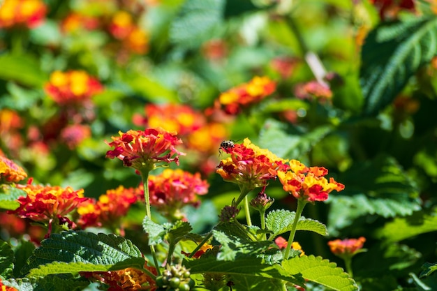 Insecte perché sur les plantes pollinisatrices