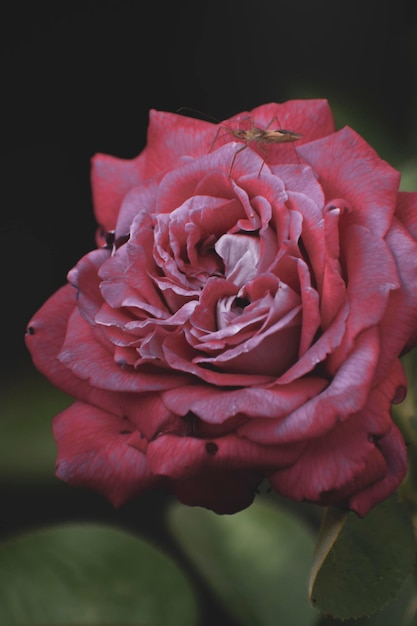 Un insecte sur des pétales de rose