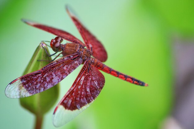 Un insecte sur une plante avec des gouttes d'eau