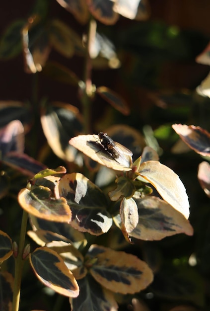 Un insecte sur une plante en pot