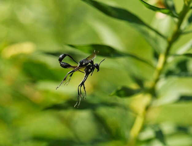 Photo un insecte qui est sur une plante avec un insecte dessus