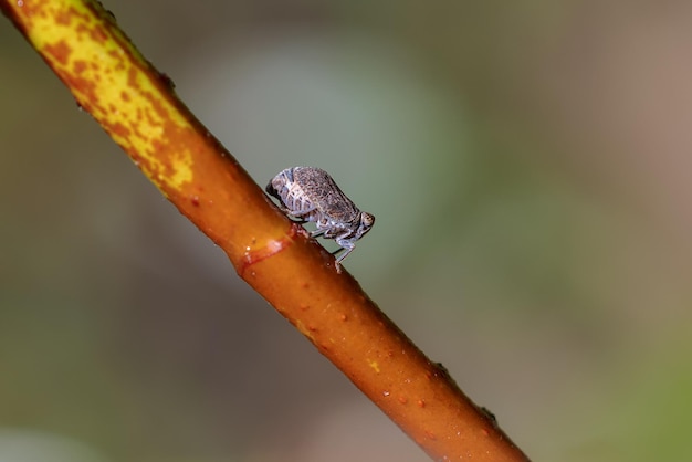 Insecte rare dans son milieu naturel